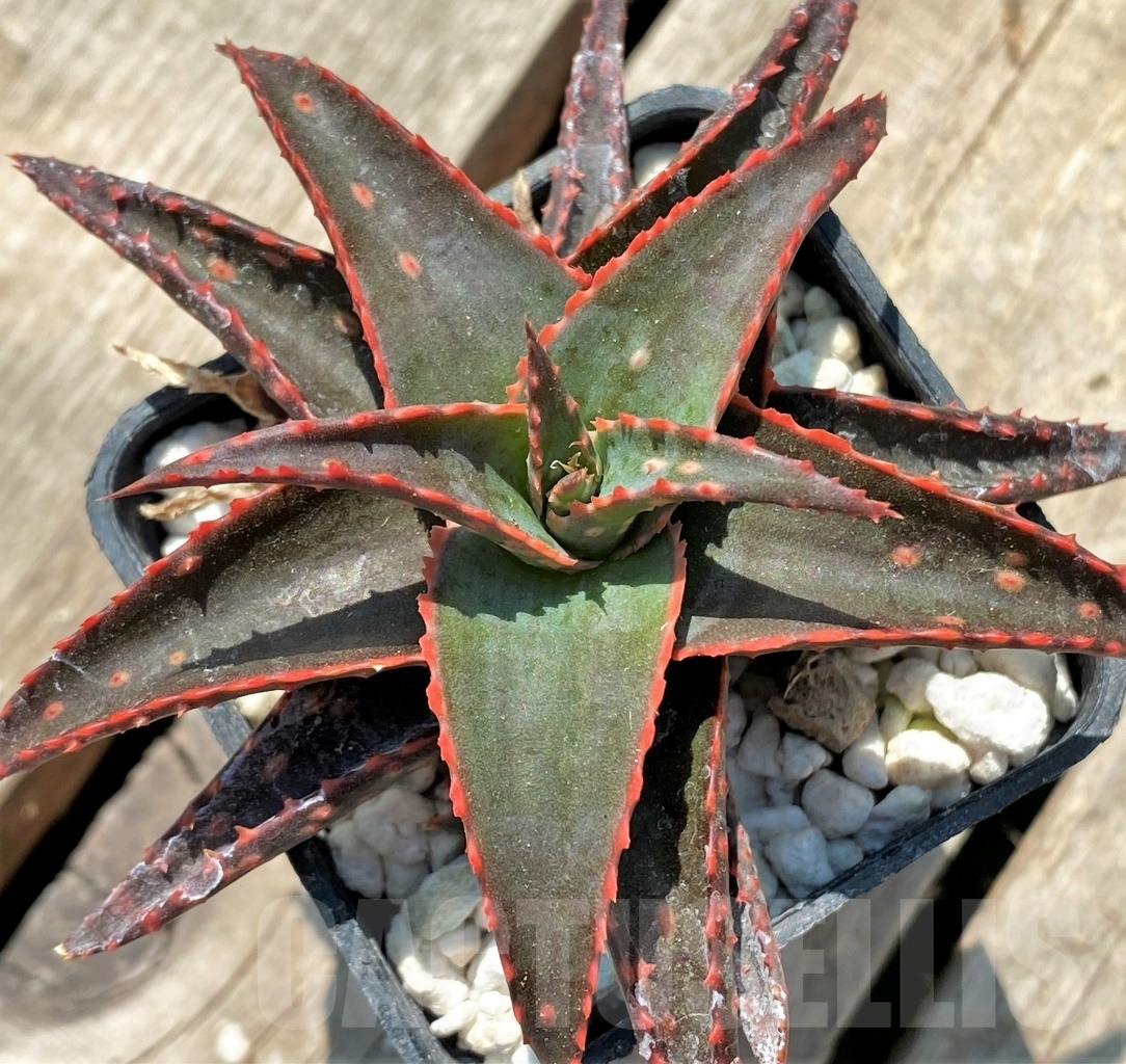 SHPR12053 Aloe hybrid - Image 3