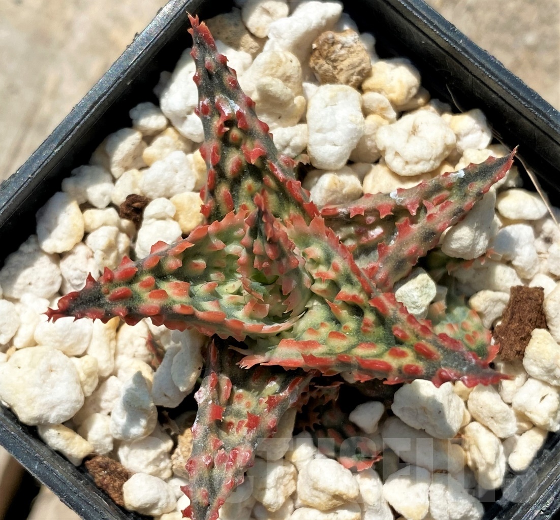 SHPR12054 Aloe hybrid - Imagen 2