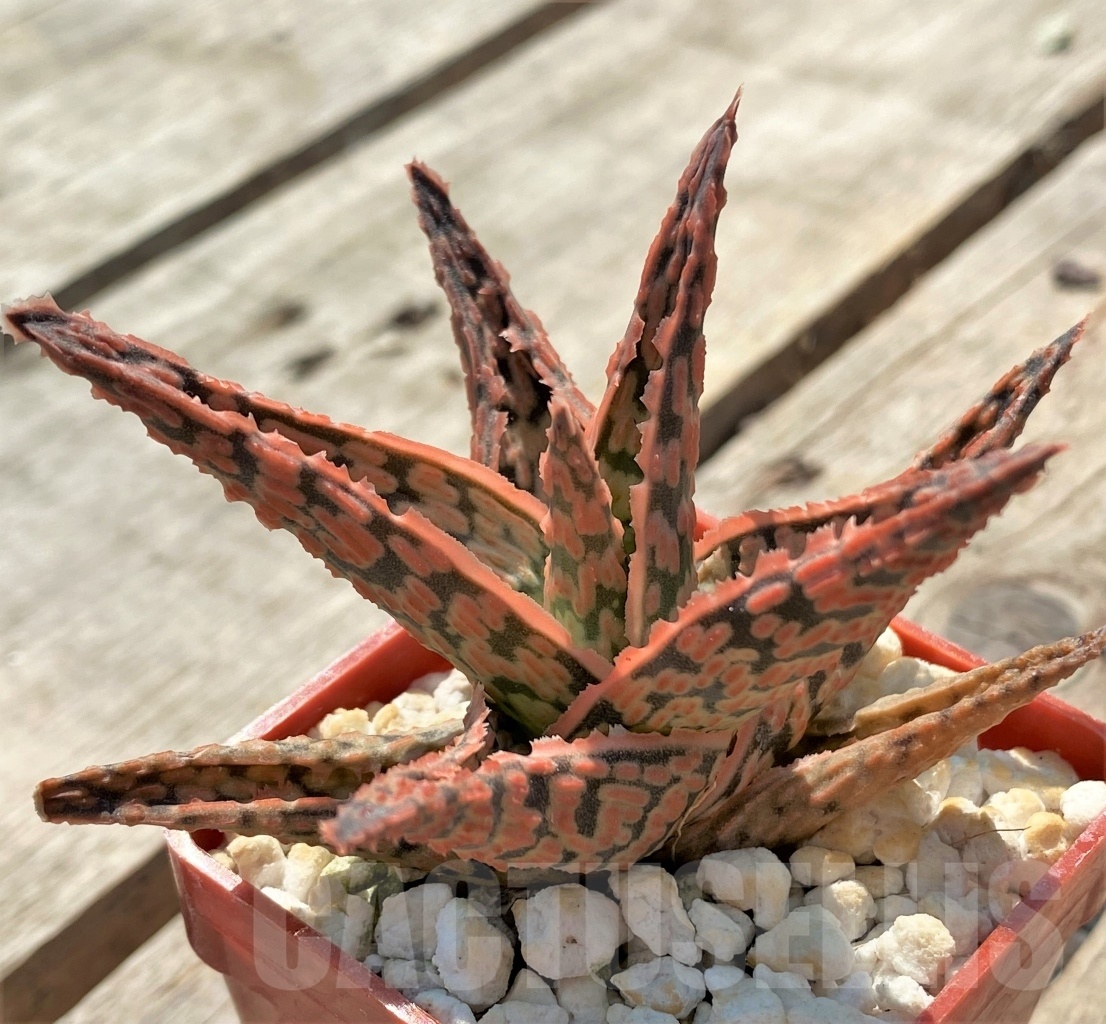SHPR12055 Aloe hybrid