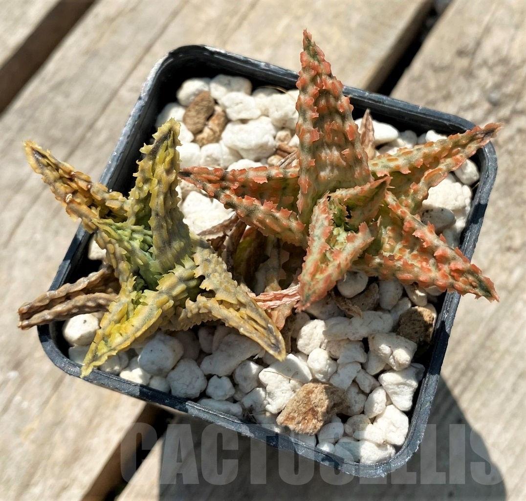 SHPR12056 Aloe hybrid - Imagen 2