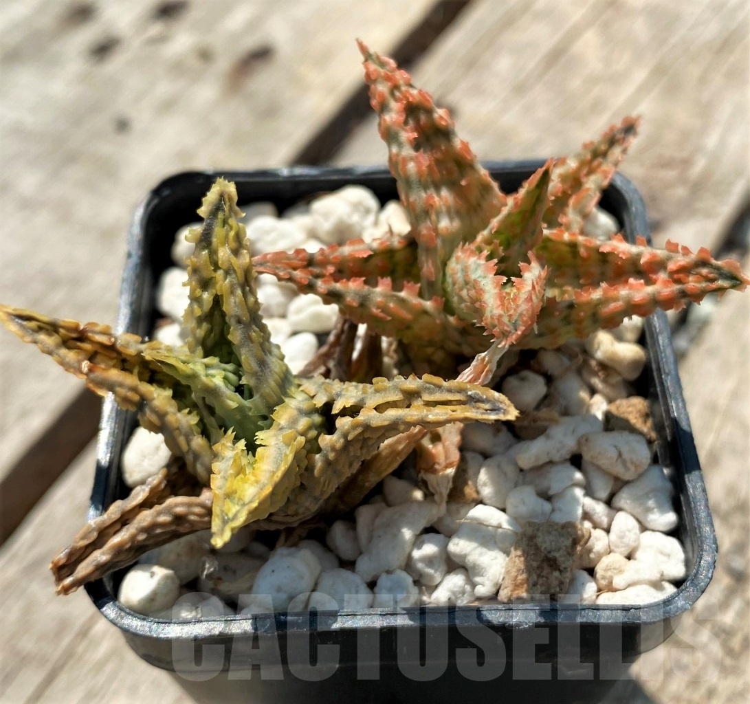 SHPR12056 Aloe hybrid - Imagen 3