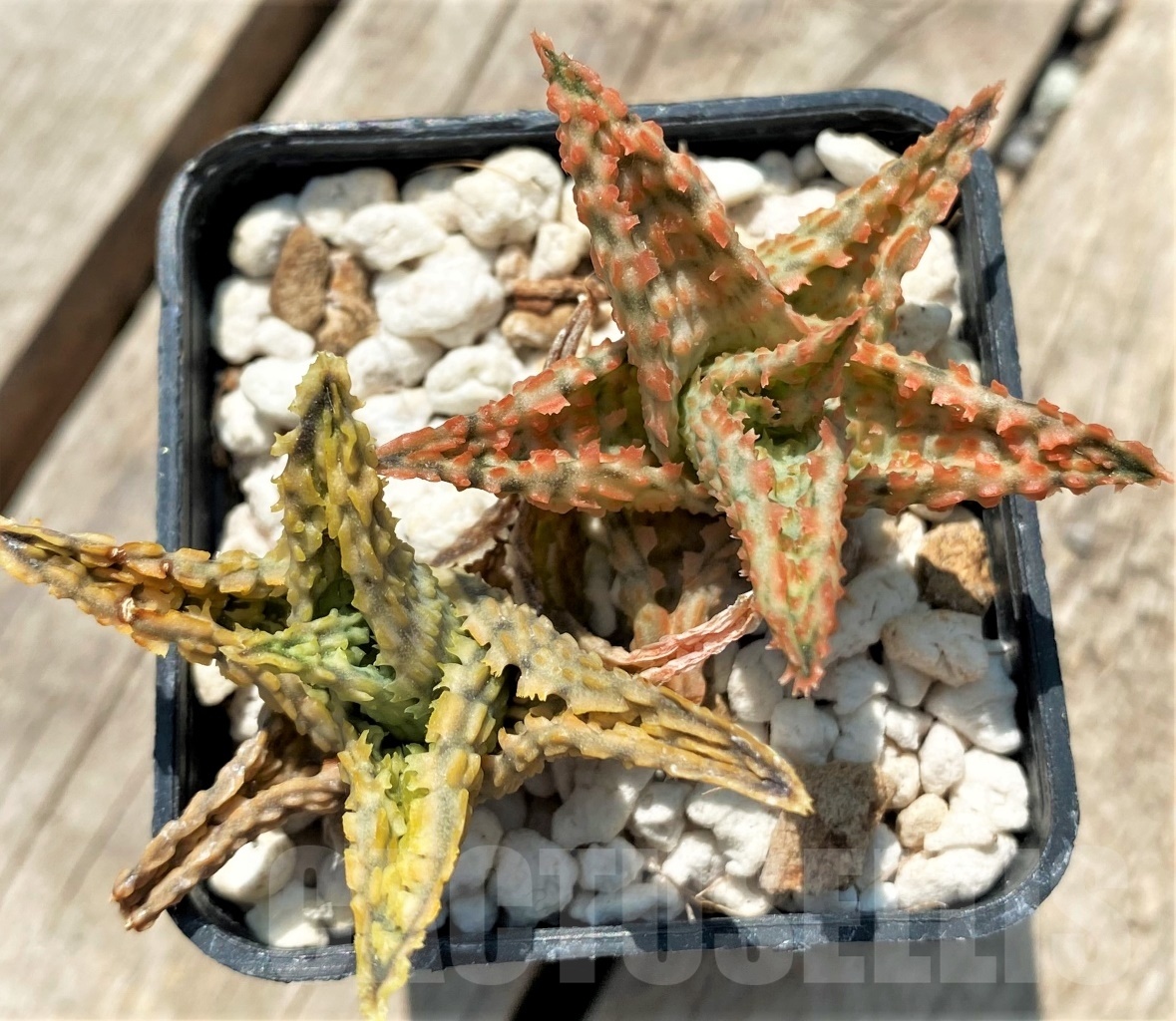 SHPR12056 Aloe hybrid