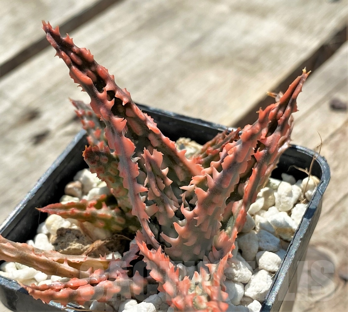 SHPR12057 Aloe hybrid