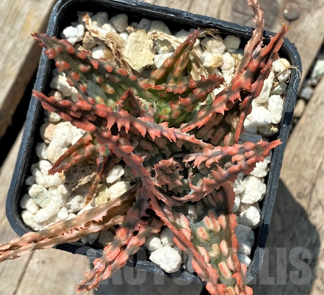 SHPR12057 Aloe hybrid – Image 3