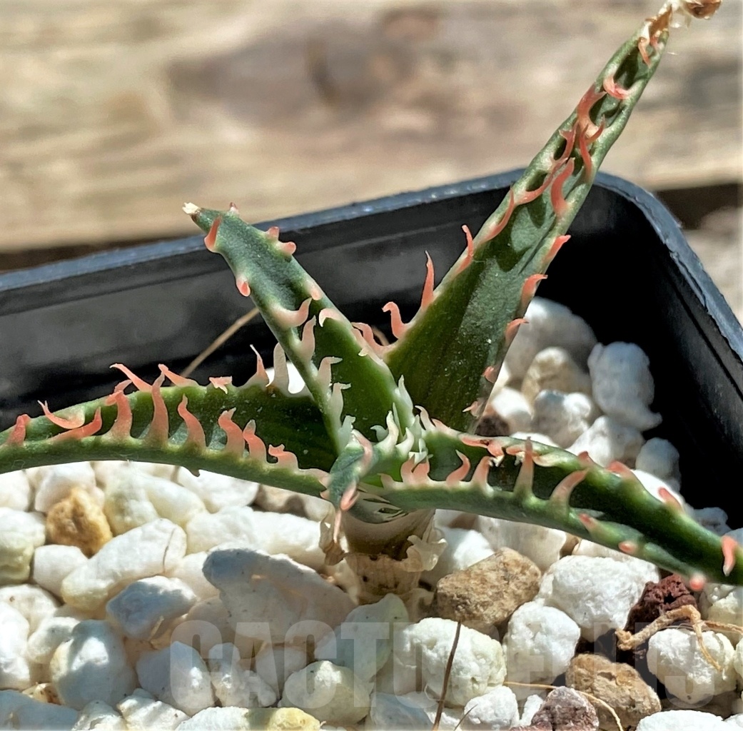 SHPR12063 Aloe TCT hybrid - immagine 3