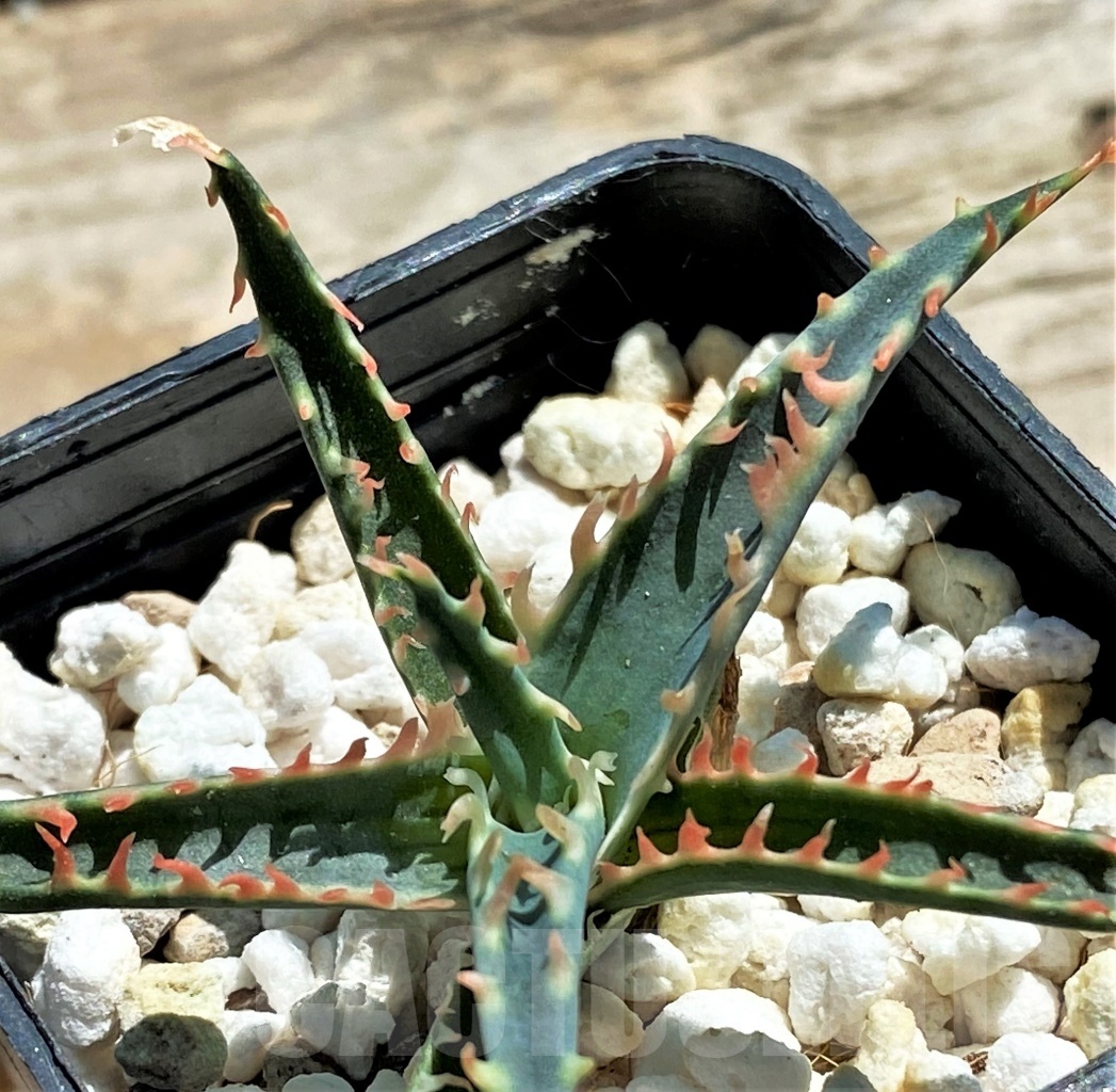 SHPR12064 Aloe TCT hybrid - immagine 2