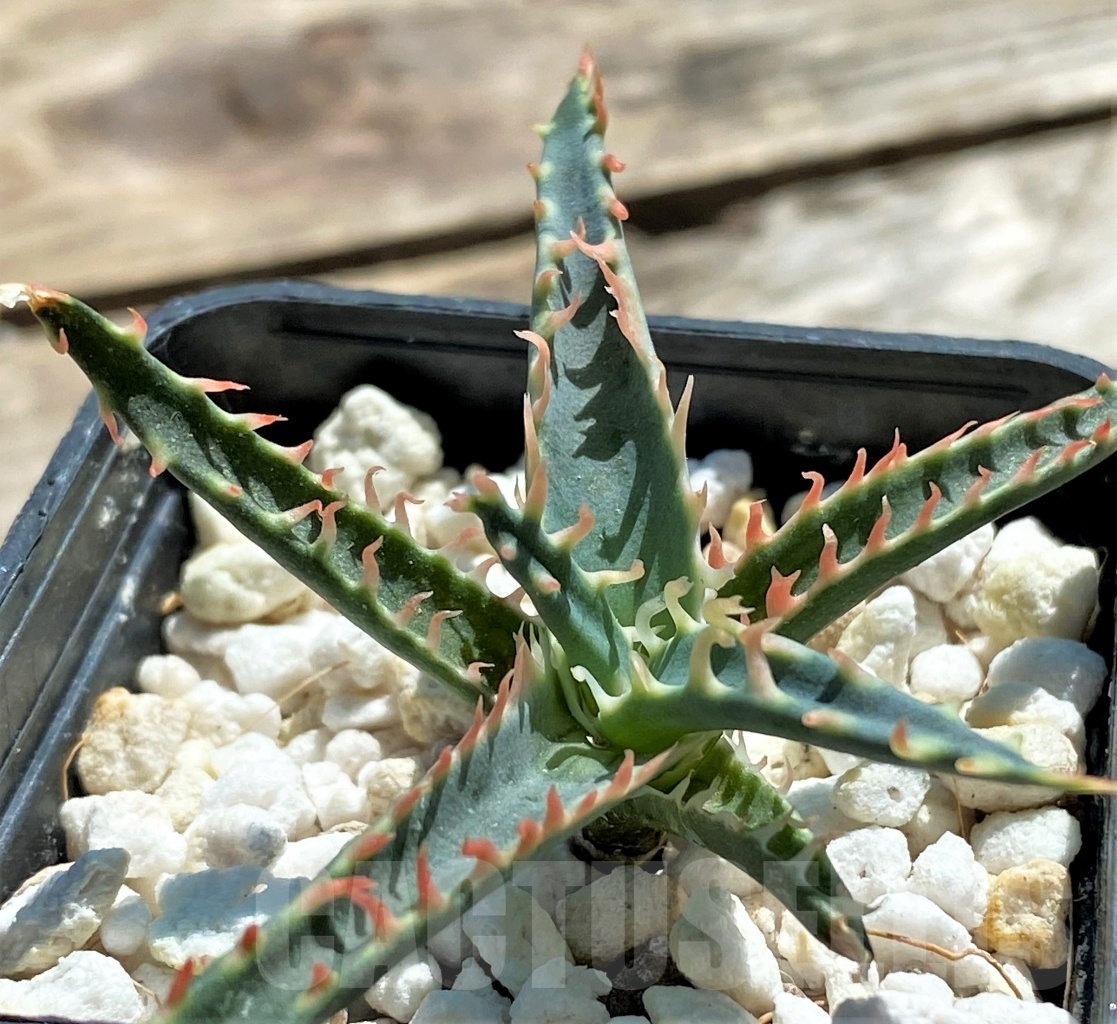 SHPR12064 Aloe TCT hybrid - immagine 3