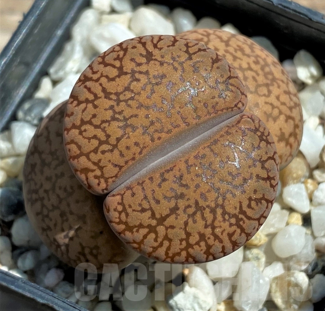 SHPR12065 Lithops aucampiae v. koelemanii C256