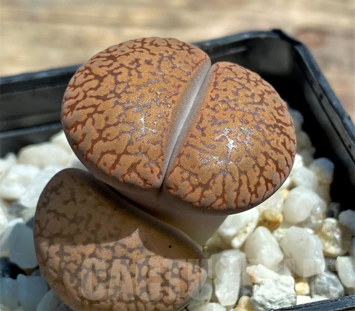 SHPR12065 Lithops aucampiae v. koelemanii C256 - Image 2