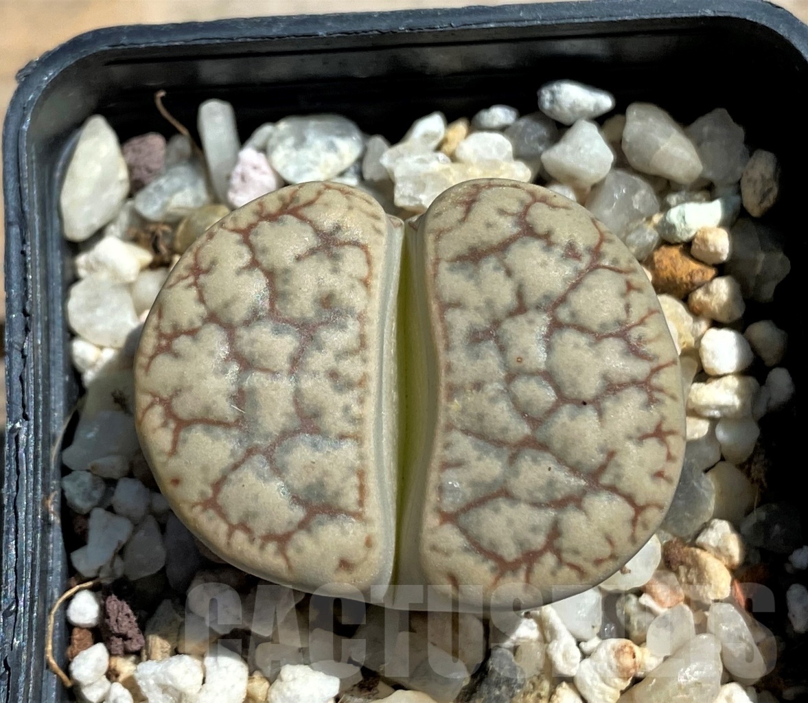 SHPR12066 Lithops gracilidelineata