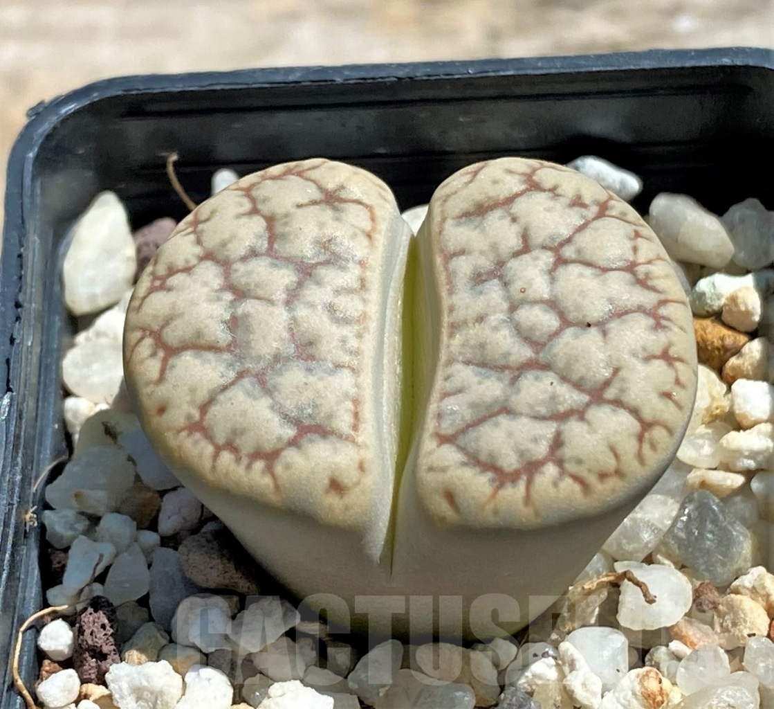 SHPR12066 Lithops gracilidelineata - Image 2