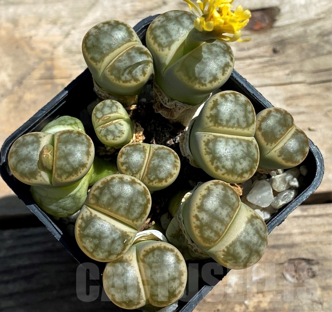 SHPR12067 Lithops pseudotruncatella v. alpina