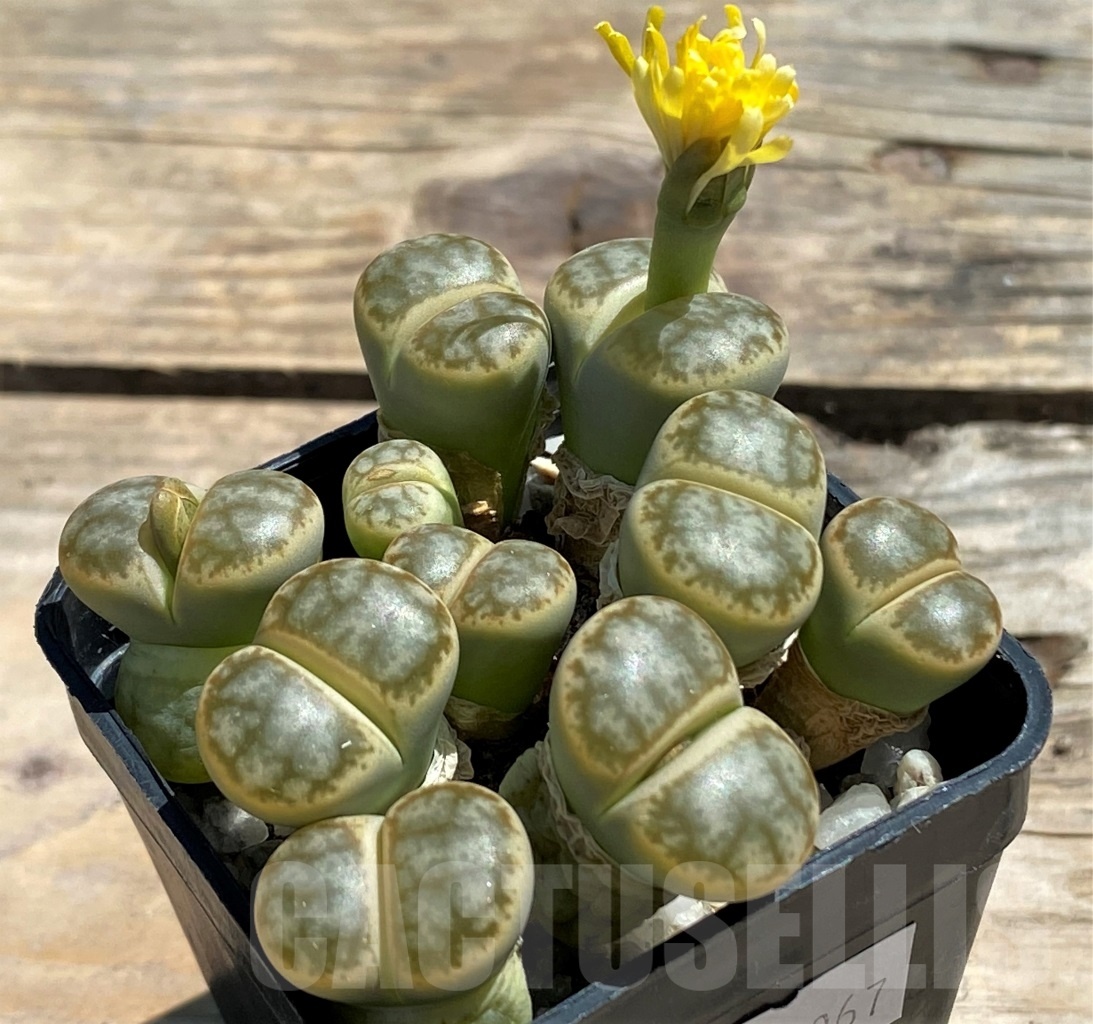 SHPR12067 Lithops pseudotruncatella v. alpina - Image 2
