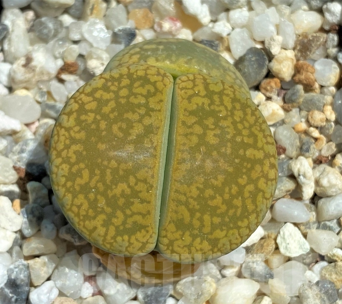 SHPR12068 Lithops aucampiae 'Jackson's Jade'