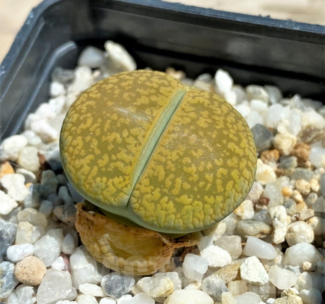 SHPR12068 Lithops aucampiae 'Jackson's Jade' - Image 2