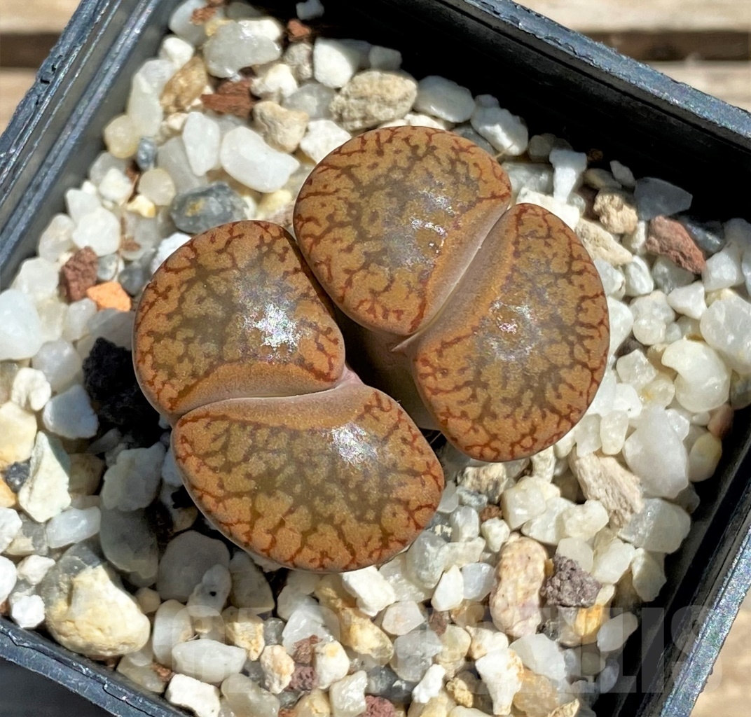 SHPR12070 Lithops aucampiae v. koelemanii C256 – Bild 2