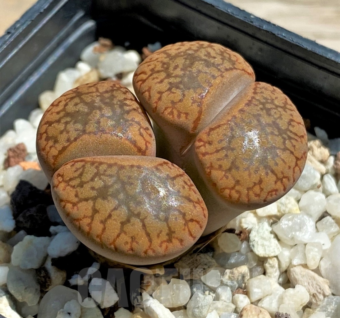 SHPR12070 Lithops aucampiae v. koelemanii C256