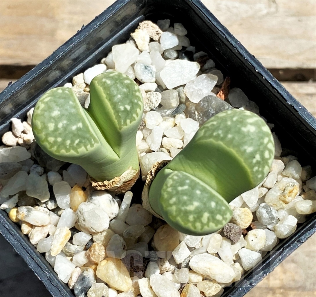 SHPR12071 Lithops marmorata 'Polepsky Smaragd'