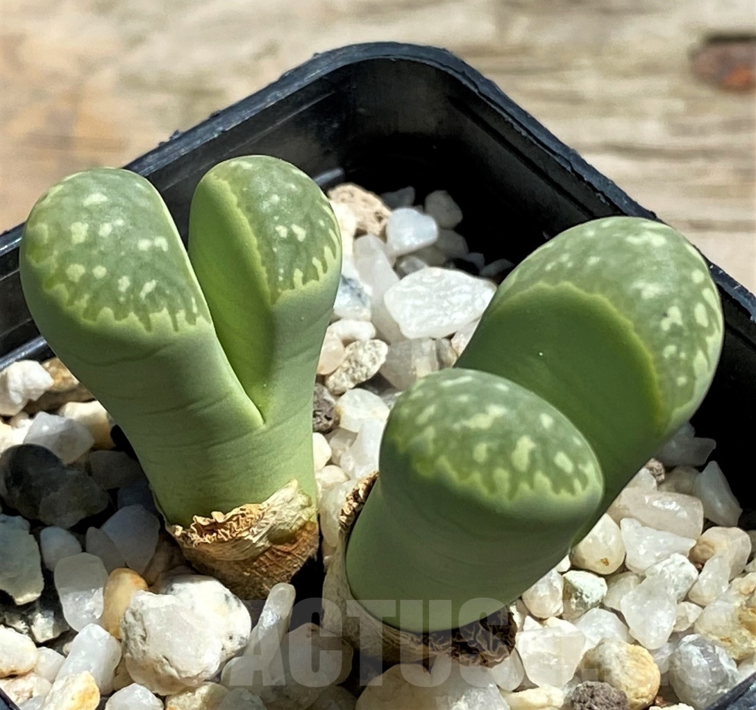 SHPR12071 Lithops marmorata 'Polepsky Smaragd' - Image 2