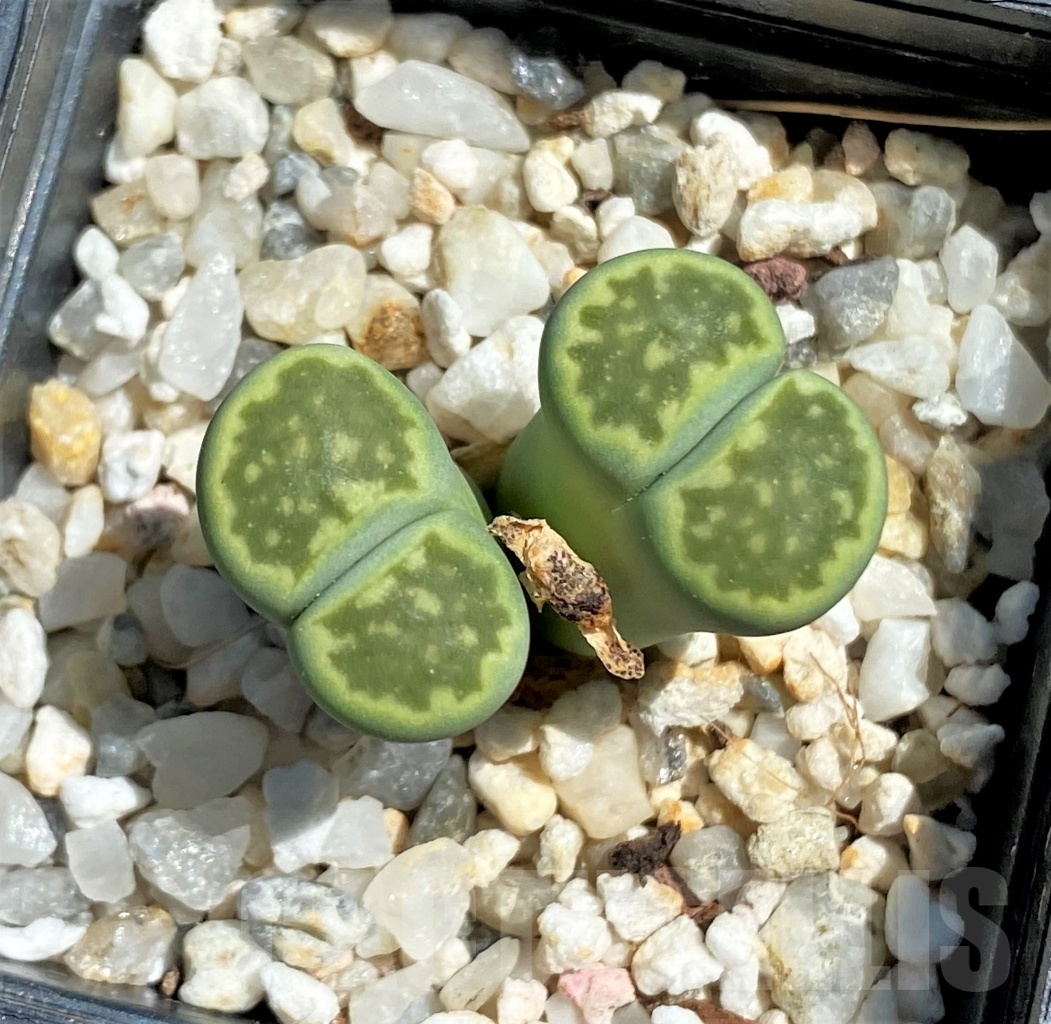 SHPR12072 Lithops julii v. fulleri 'Fullergreen'