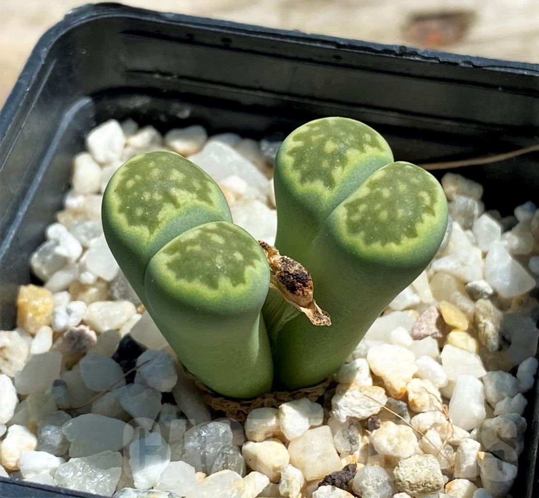 SHPR12072 Lithops julii v. fulleri 'Fullergreen' - Image 2