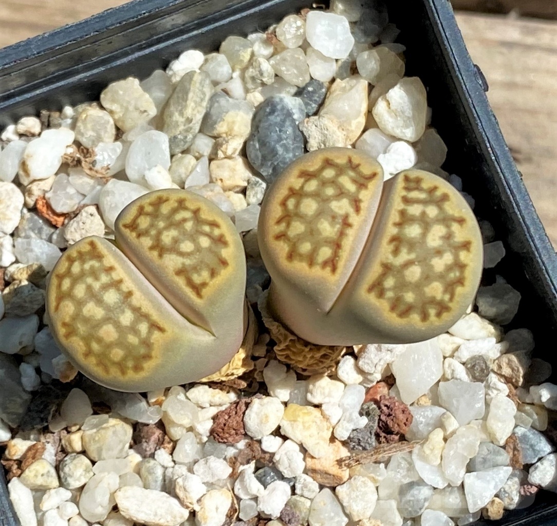 SHPR12074 Lithops julii v. fulleri v. brunea