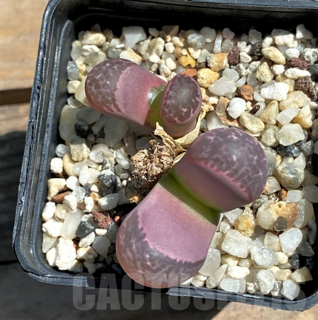 SHPR12078 Lithops naureeniae Pink form