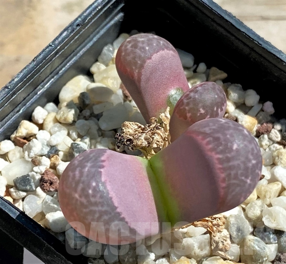 SHPR12078 Lithops naureeniae Pink form - Obrázek 3