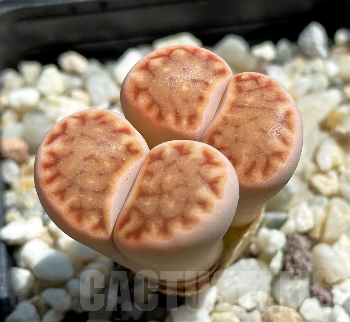 SHPR12080 Lithops julii v. fulleri C 121