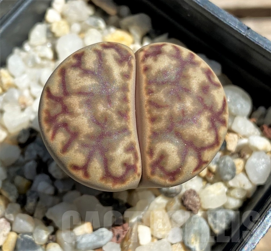 SHPR12082 Lithops bromfieldii C 41 Select form