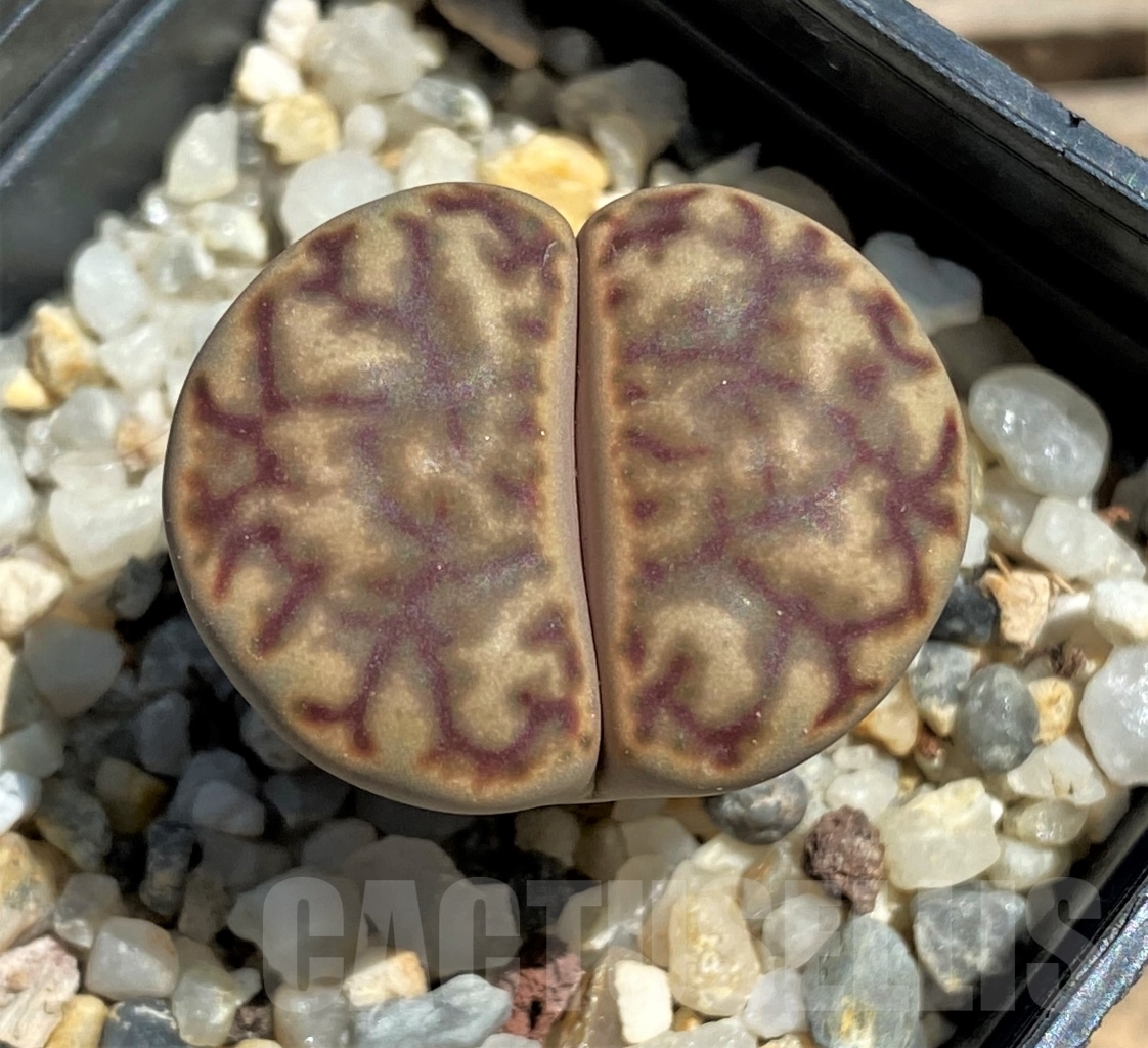 SHPR12082 Lithops bromfieldii C 41 Select form – Image 3