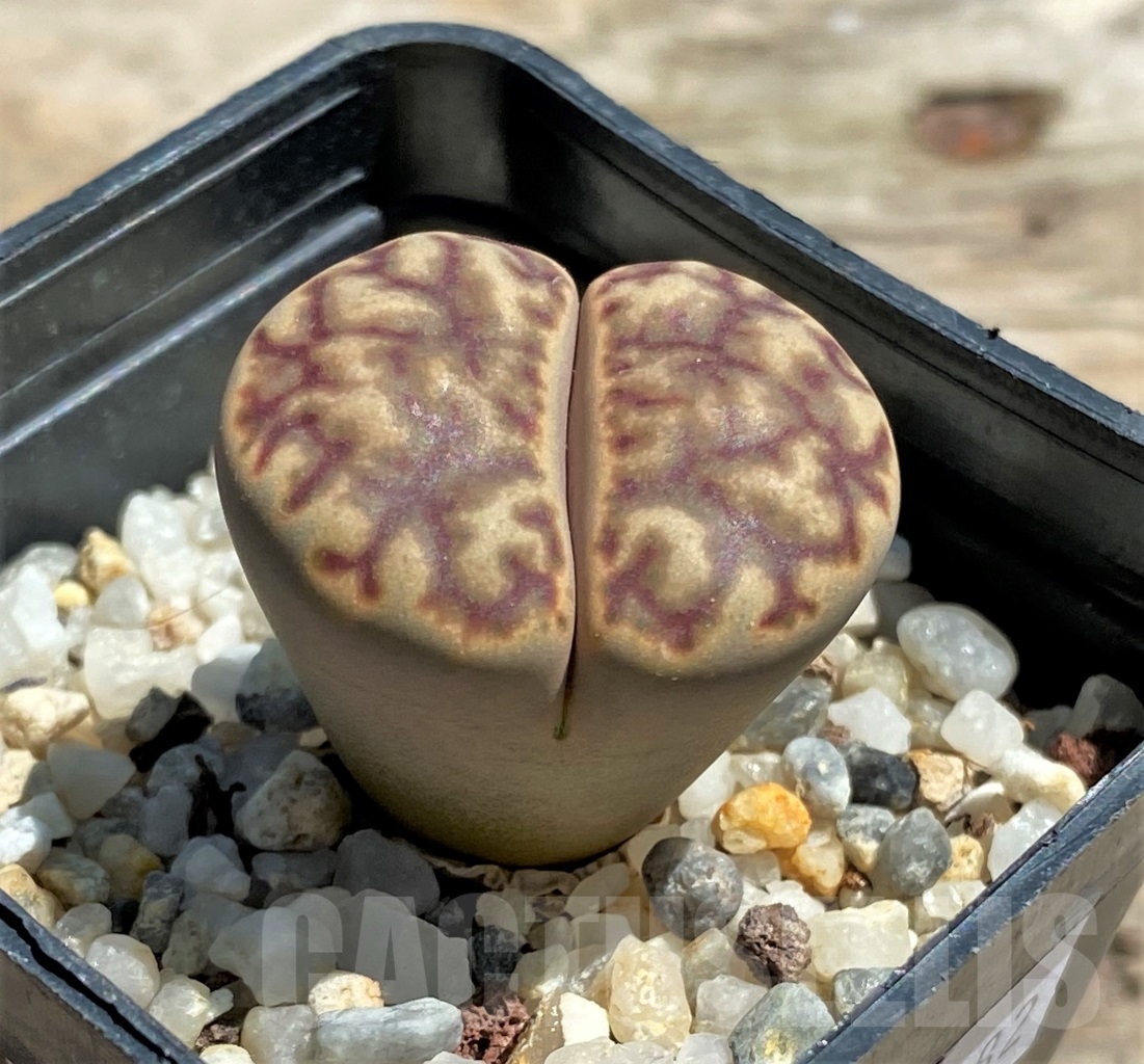 SHPR12082 Lithops bromfieldii C 41 Select form – Image 2