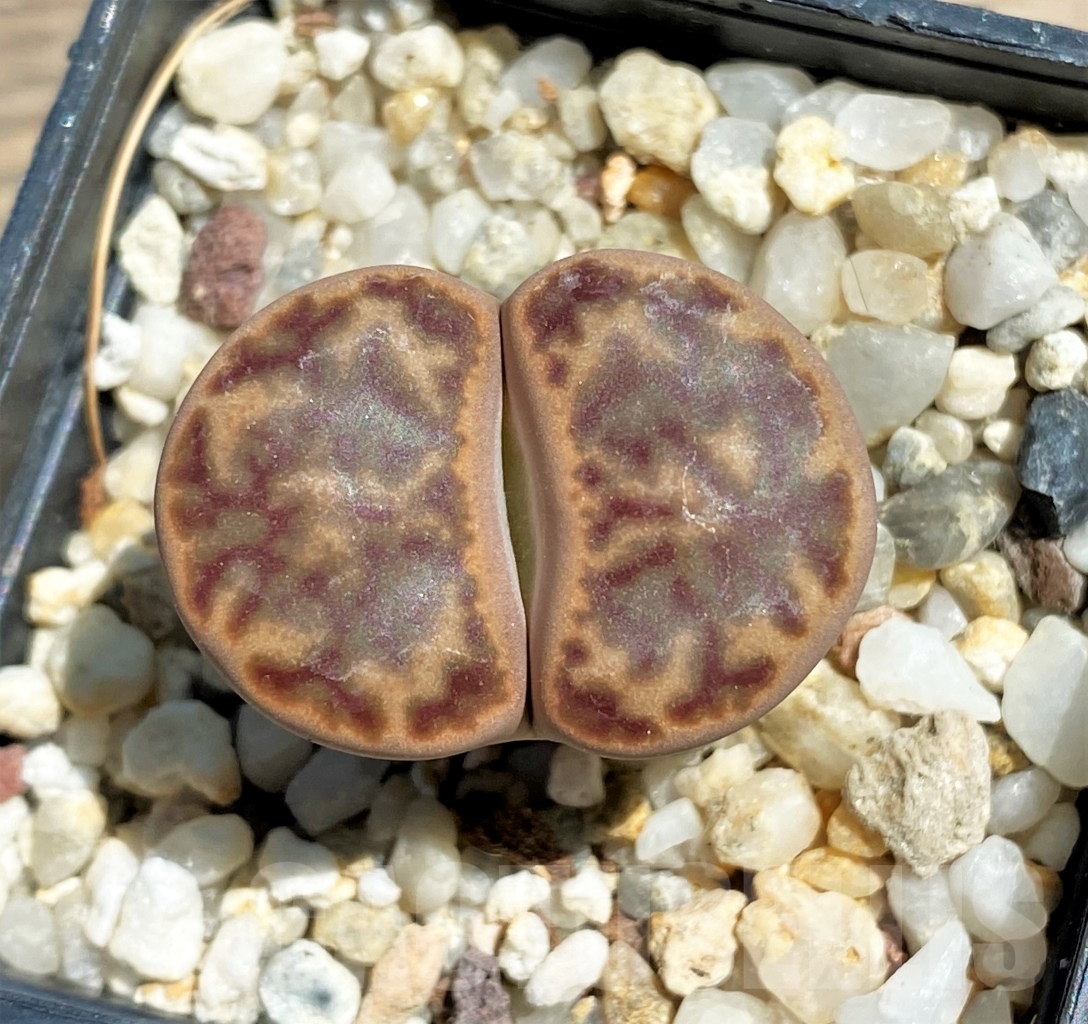 SHPR12083 Lithops bromfieldii C 41 Select form