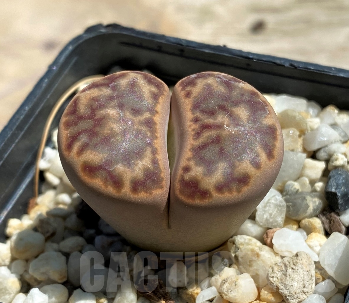 SHPR12083 Lithops bromfieldii C 41 Select form - Image 2