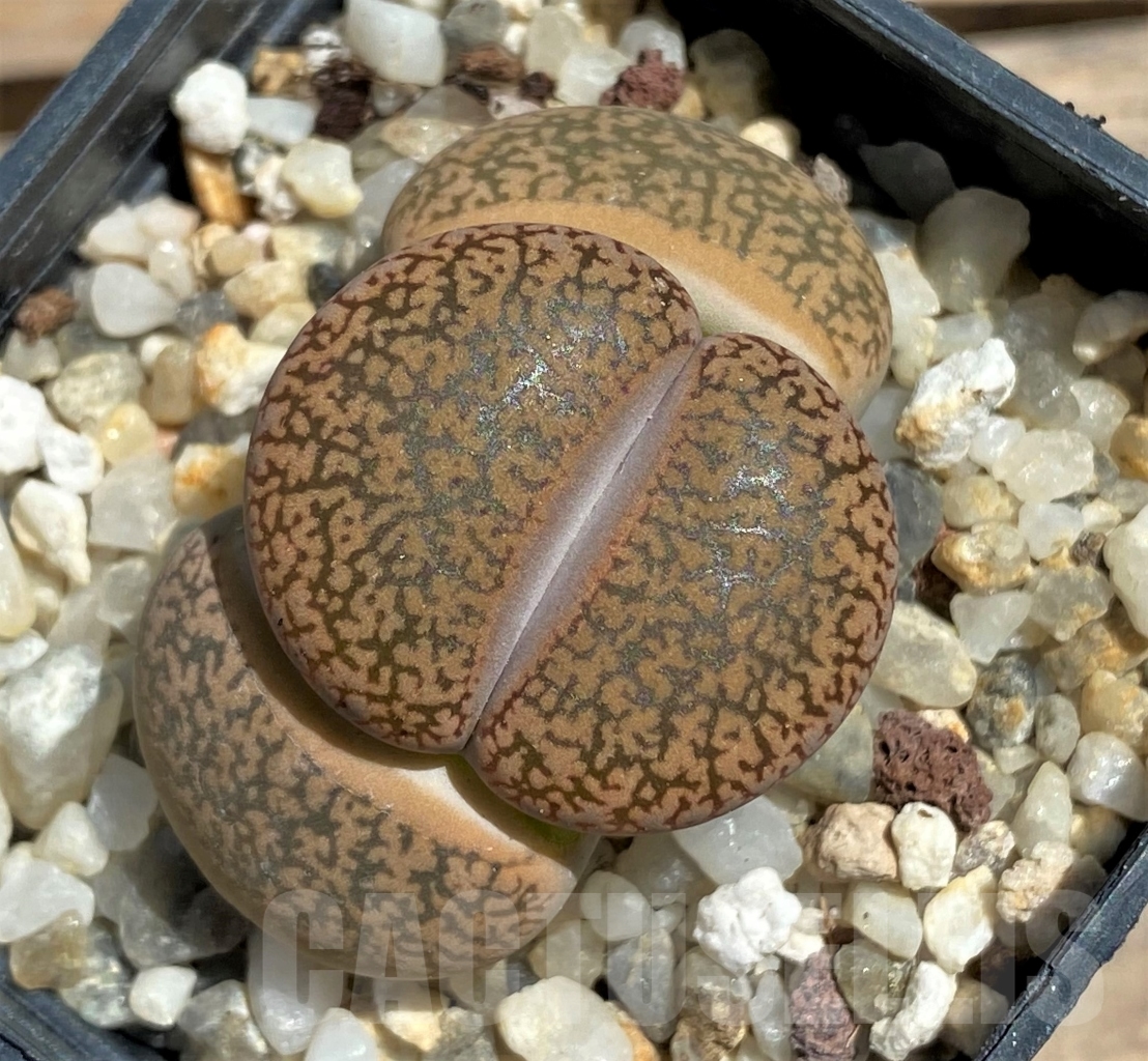 SHPR12084 Lithops aucampiae -Redesheim Narmal Farm- - Image 3