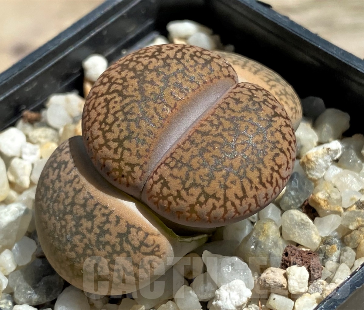 SHPR12084 Lithops aucampiae -Redesheim Narmal Farm- - Image 2