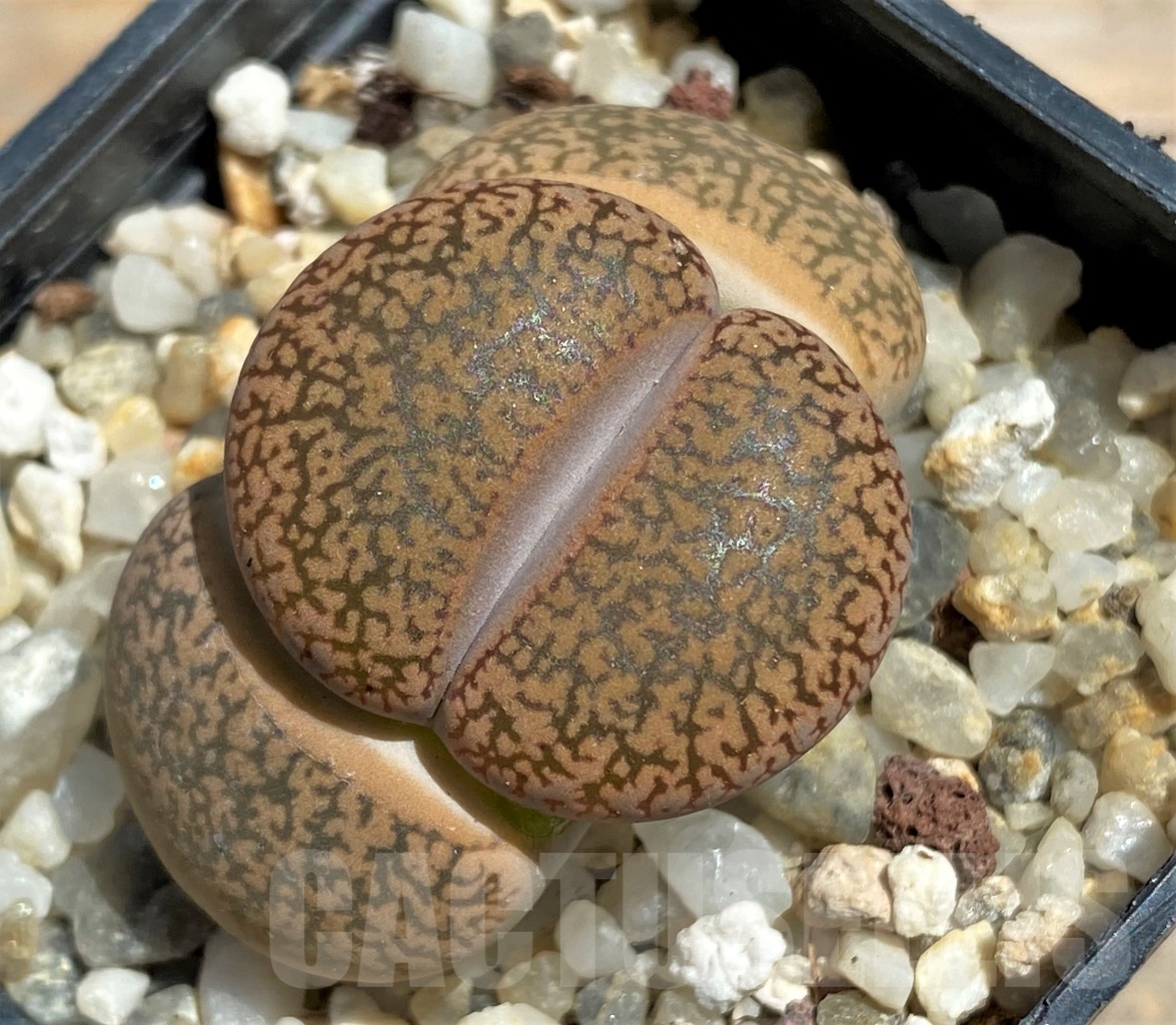 SHPR12084 Lithops aucampiae -Redesheim Narmal Farm-