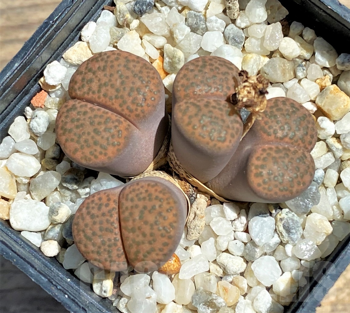 SHPR12085 Lithops fulviceps