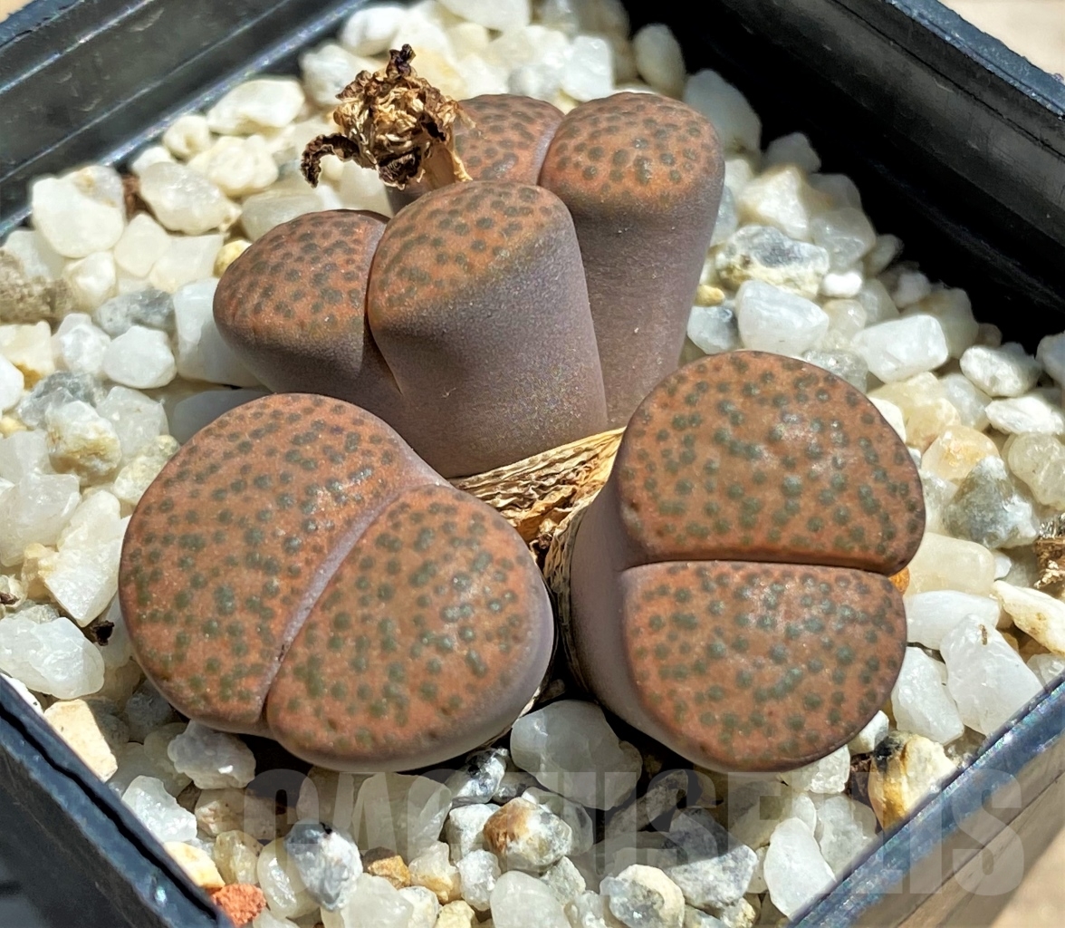 SHPR12085 Lithops fulviceps - Imagen 2