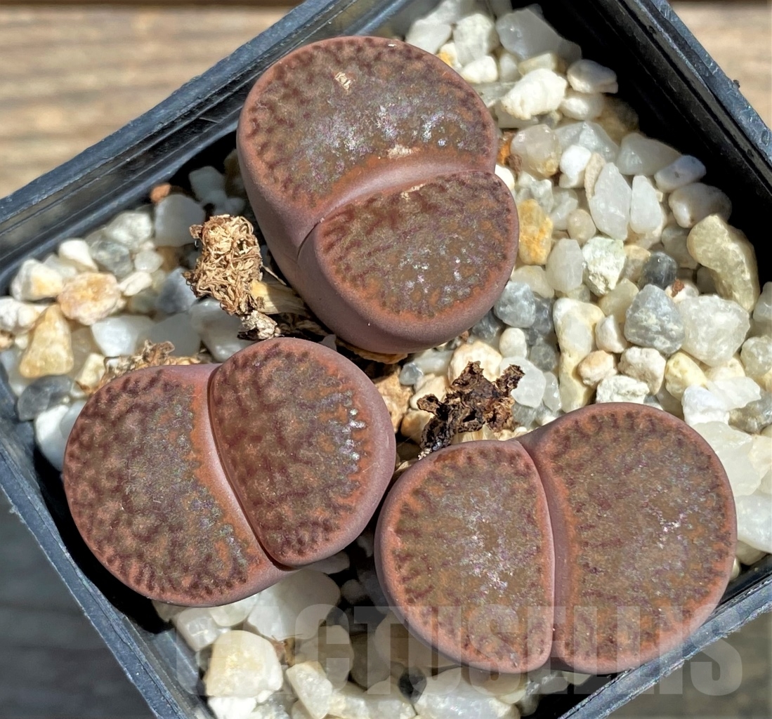 SHPR12086 Lithops bromfieldii v. glaudinae