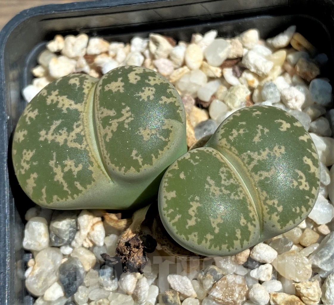 SHPR12087 Lithops lesliei -70km of. Pretoria-