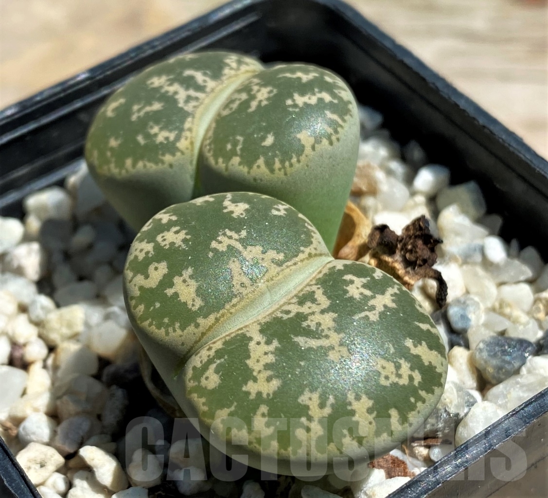 SHPR12087 Lithops lesliei -70km of. Pretoria- - Imagen 2