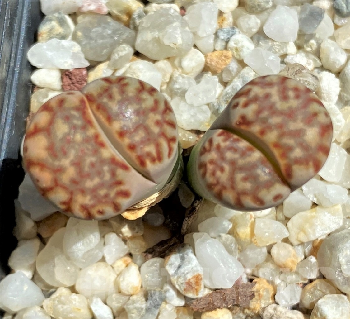 SHPR12088 Lithops julii