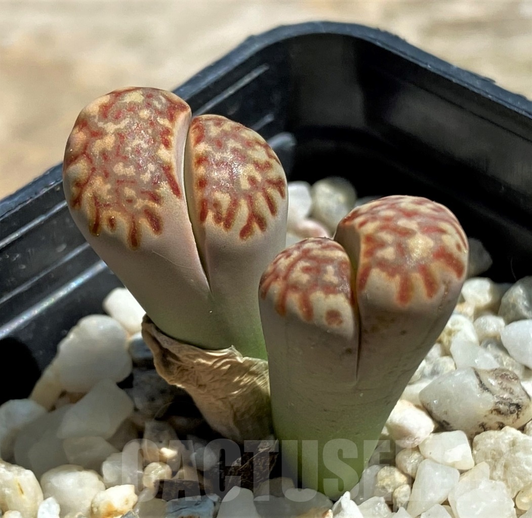 SHPR12088 Lithops julii - Image 2