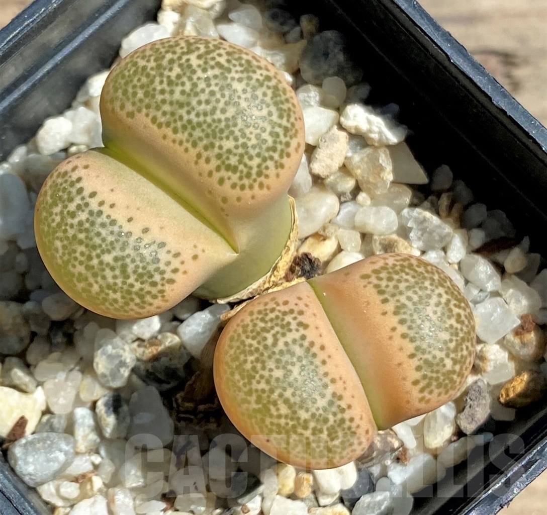 SHPR12089 Lithops terricolor Pink form