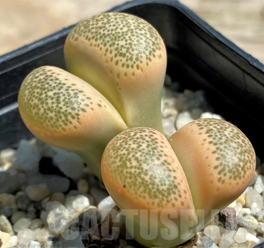 SHPR12089 Lithops terricolor Pink form - Image 2