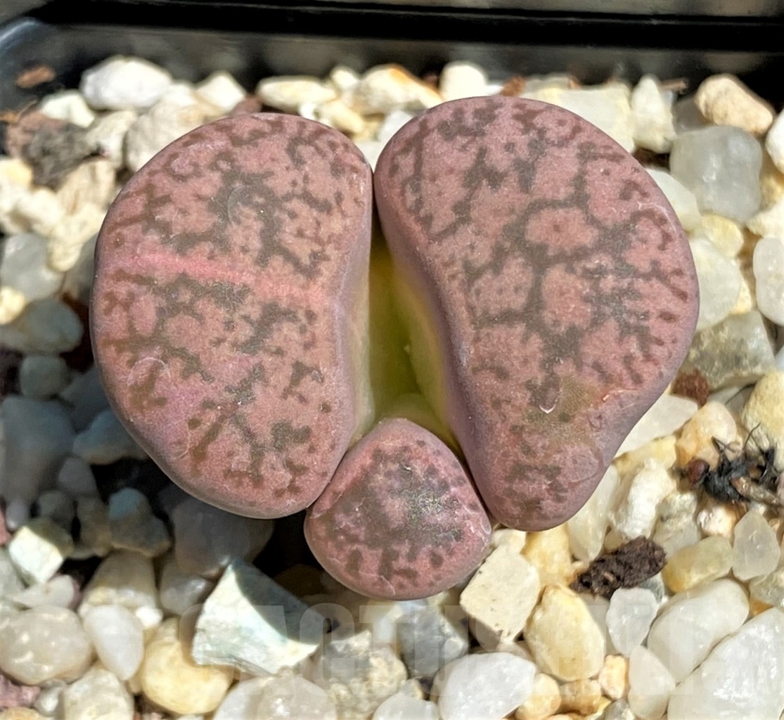 SHPR12090 Lithops gesinae Pink f. monstrosa ?