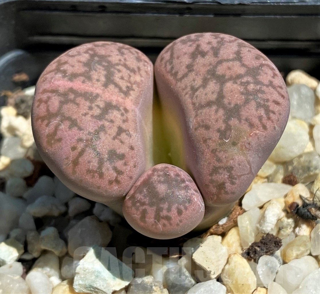 SHPR12090 Lithops gesinae Pink f. monstrosa ? - immagine 2