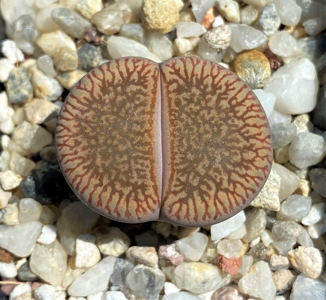 SHPR12091 Lithops aucampiae 'Rad daniels ruil'