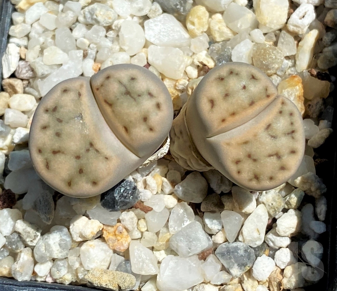 SHPR12093 Lithops karasmontana C 227